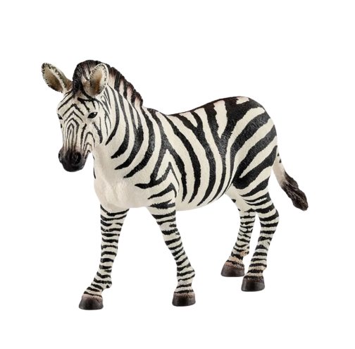 Zebra | Female