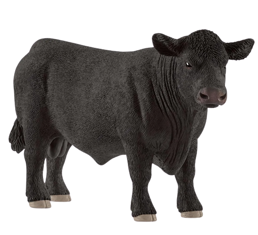 Black Angus Bull