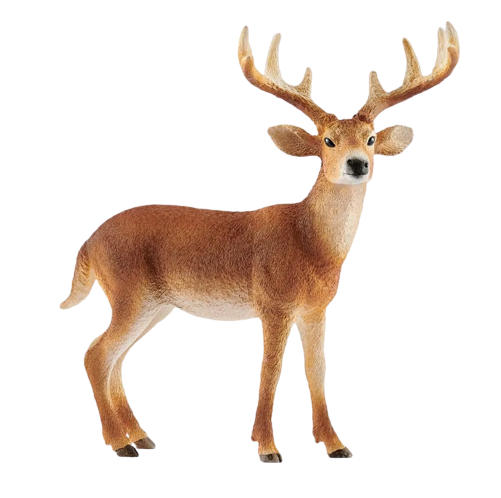 White Tailed Buck