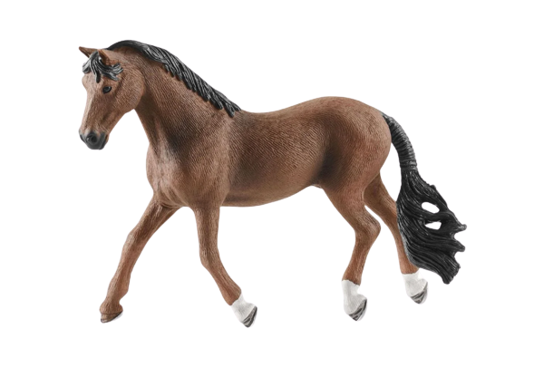 Trakehner Gelding