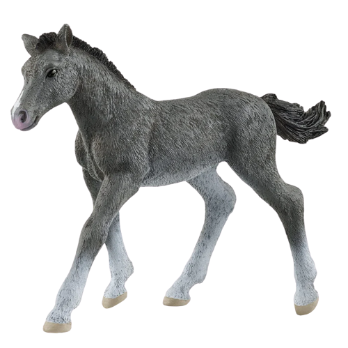 Trakehner Foal