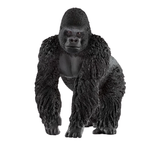 Gorilla | Male
