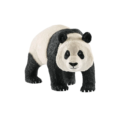 Giant Panda | Male