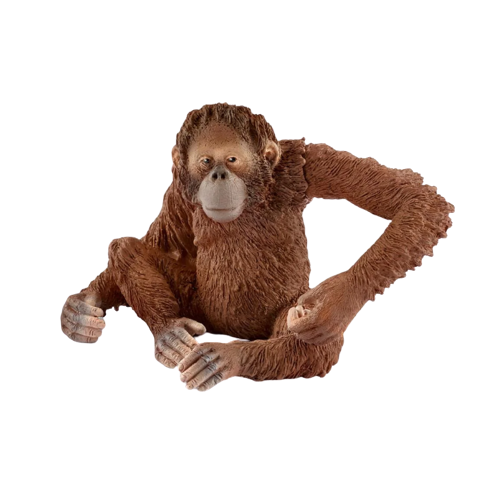 Orangutan | Female