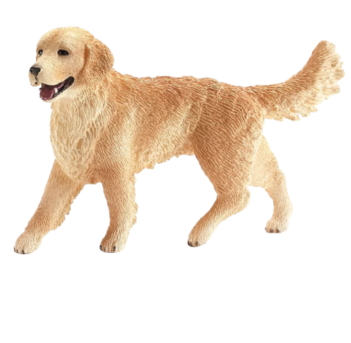 Golden Retriever | Female